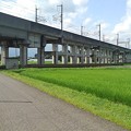 Photos: 新幹線ガード近くの道（7月10日）