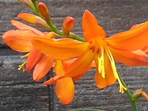 焦げ茶の壁とオレンジ色の花（7月12日）