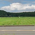 Photos: 入道雲と水田（7月6日）