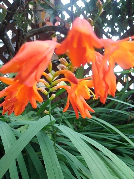 オレンジ色の花（7月19日）