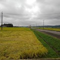Photos: 水田の景色（9月15日）