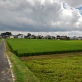 Photos: 細い道と水田（9月6日）