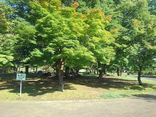 少し葉が赤い長峰公園のモミジの木（9月10日）