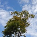 Photos: 街路樹と空（9月28日）