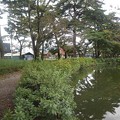 Photos: 烏ヶ森公園の池の岸辺の歩道（10月9日）