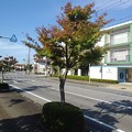 Photos: 街路樹のモミジ（10月2日）
