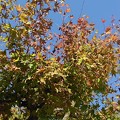Photos: 街路樹のモミジの葉（10月2日）