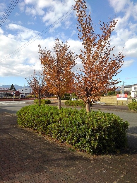 赤い葉の街路樹（10月30日）