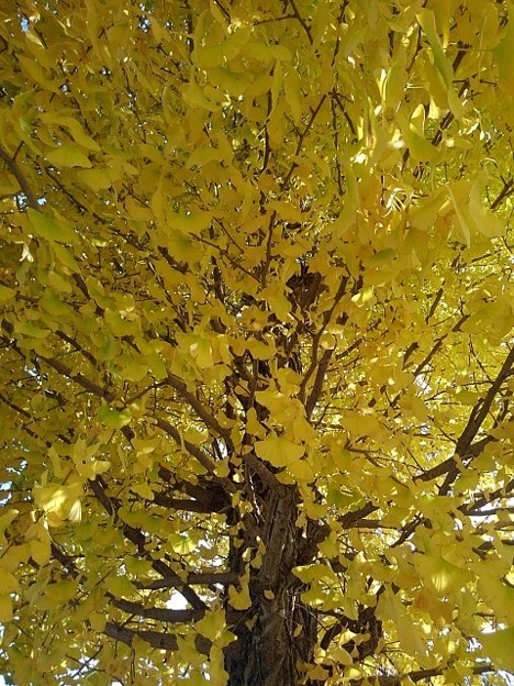 黄色いイチョウの葉（11月11日）
