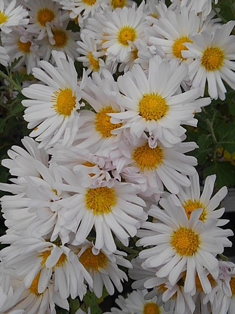 庭の白い花（11月8日）