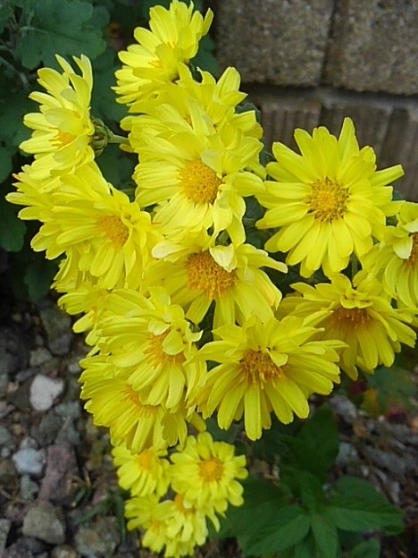 庭の黄色い花（11月8日）
