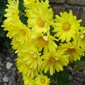 Photos: 庭の黄色い花（11月8日）