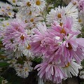 Photos: 白とピンクが入り混じった花（11月13日）