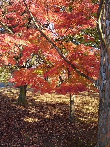 長峰公園の赤い葉のあるモミジの木（11月6日）
