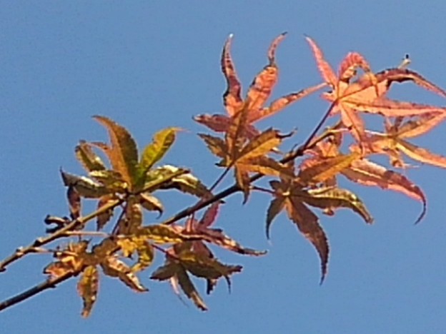 Photos: 赤いモミジの葉と午後の空（11月12日）