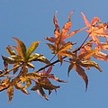 赤いモミジの葉と午後の空（11月12日）