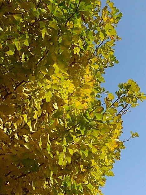 青空と公園のイチョウの葉（11月11日）