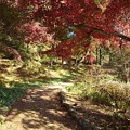Photos: 烏ヶ森公園の丘の道のモミジの木（11月18日）