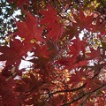 Photos: 烏ヶ森公園の丘の道のモミジの葉（11月18日）