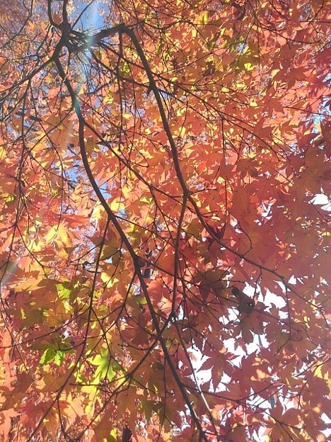 Photos: 烏ヶ森公園の赤いモミジの天井（11月18日）
