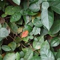 Photos: 庭の小さな葉（11月20日）