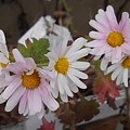 Photos: 白い花（11月20日）