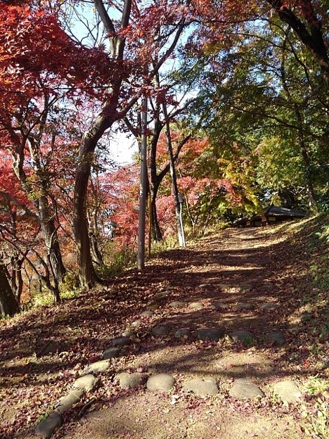 烏ヶ森公園の丘の緩やかな階段のモミジの木（11月18日）
