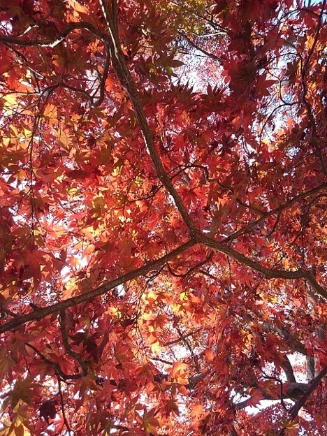 烏ヶ森公園の丘の緩やかな階段のモミジの葉（11月18日）