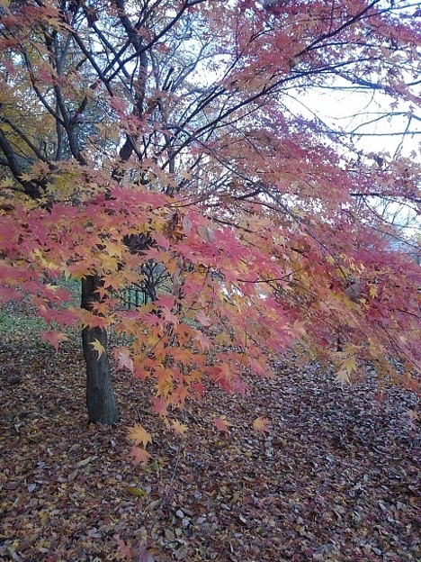 川崎城跡公園のモミジの木（11月24日）