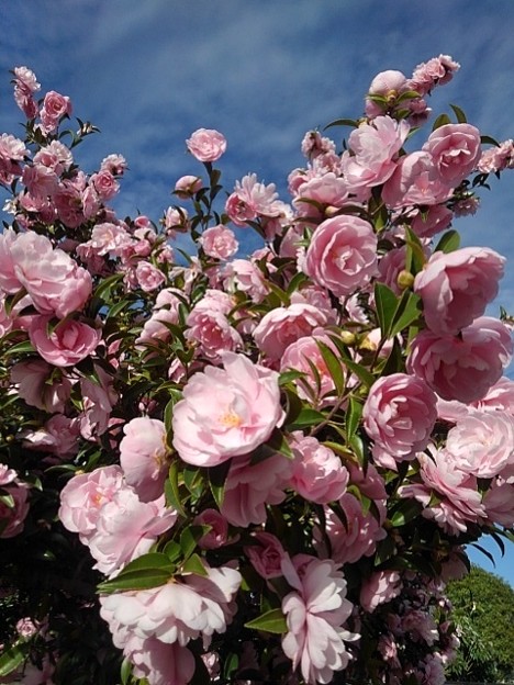 小さな公園の多く咲いたピンクのサザンカ（11月26日）