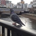 Photos: 川沿いのハト（12月9日）