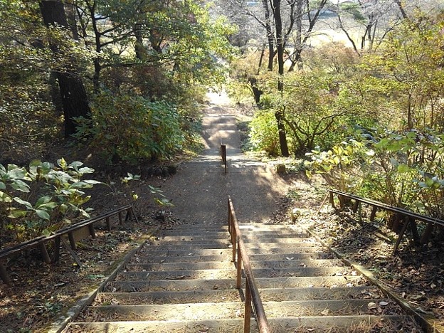 烏ヶ森公園の丘の下り階段（11月18日）