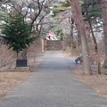 Photos: 烏ヶ森公園の丘の緑が豊かな道（1月3日）