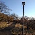 Photos: 長峰公園の丘の街灯（12月10日）