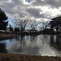 Photos: 烏ヶ森公園の遊歩道の間から見えた池（1月3日）