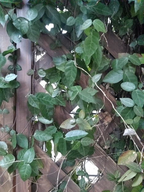 庭の木製の壁と葉（1月15日）