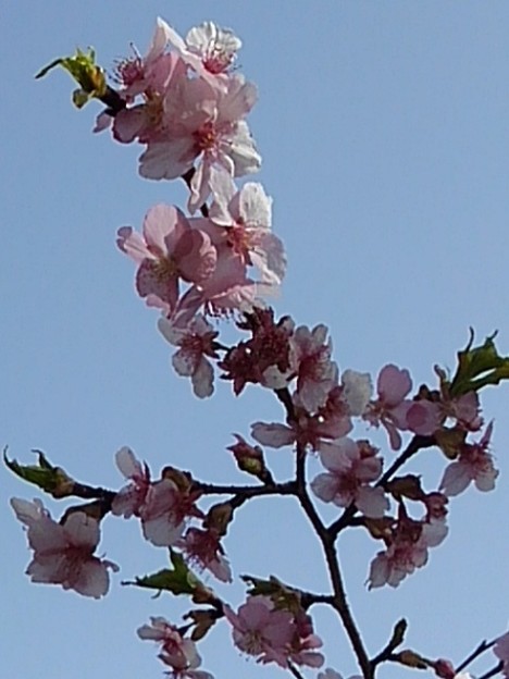 空と似合う川崎城跡の河津桜（3月11日）