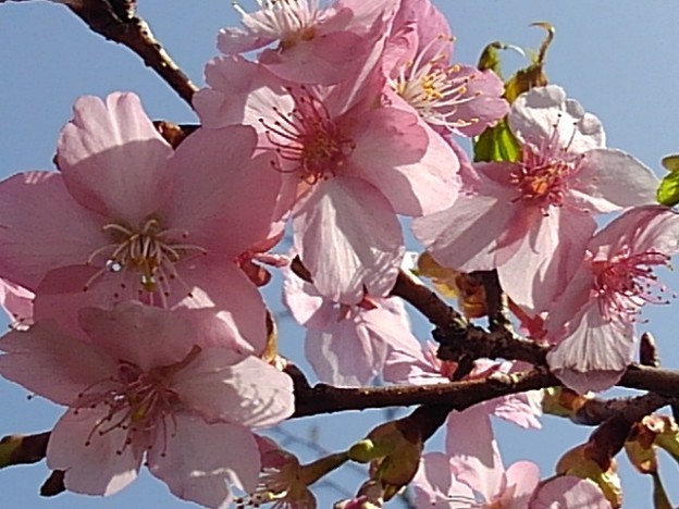 川崎城跡のピンクの早咲き桜（3月11日）