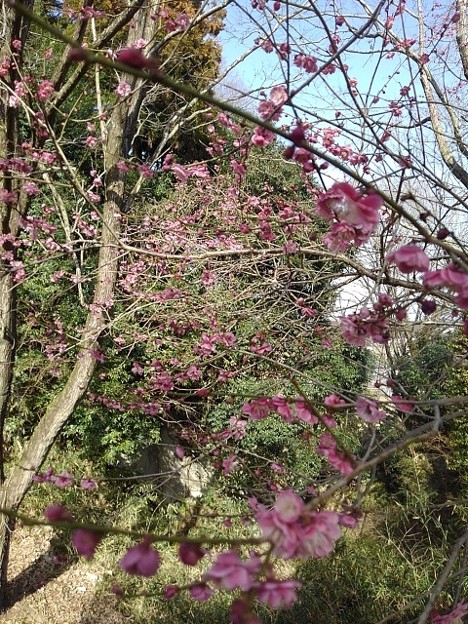 川崎城跡の丘のピンクの梅（3月11日）