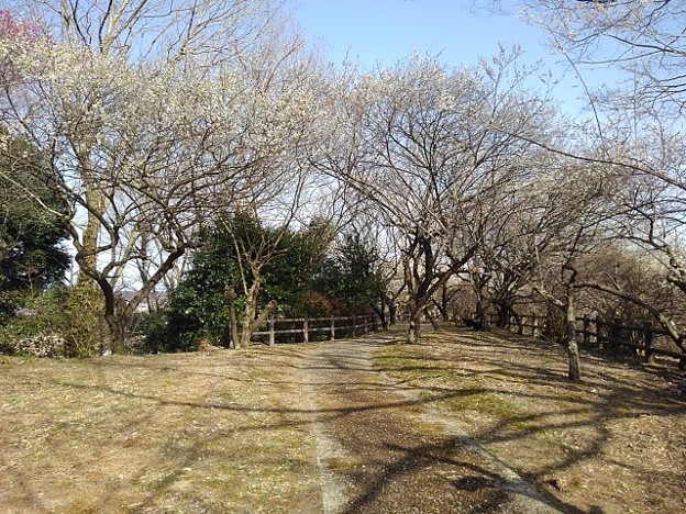川崎城跡の丘の道（3月11日）