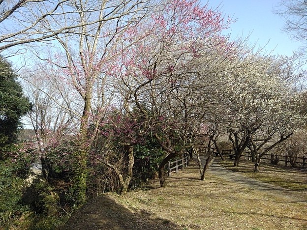 川崎城跡の崖近くの梅（3月11日）