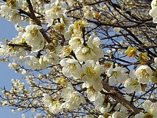 長峰公園の梅の花（3月12日）