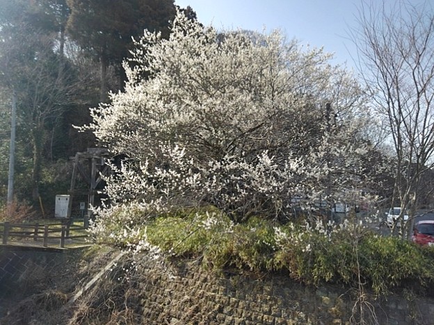 満開の川崎城跡の白い梅（3月11日）