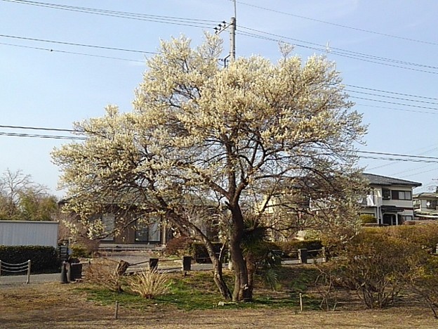 長峰公園の梅（3月12日）