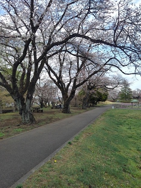 長峰公園の咲き始めの桜の道（3月24日）