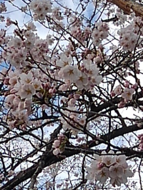 長峰公園の桜の花（3月24日）
