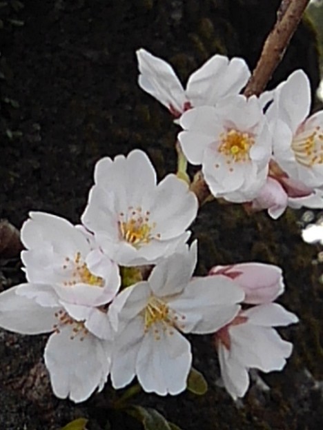 長峰公園の小さな枝の桜の花（3月24日）