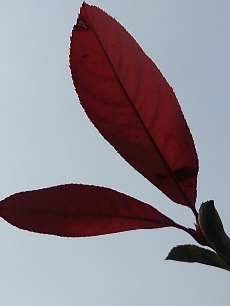 赤い葉（3月9日）
