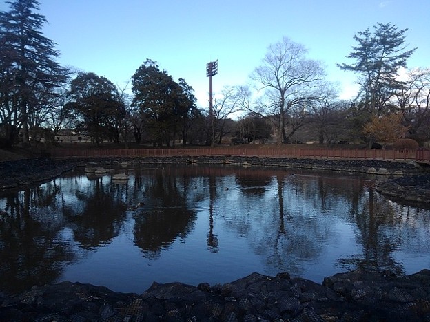 長峰公園の青さが増した池（2月20日）