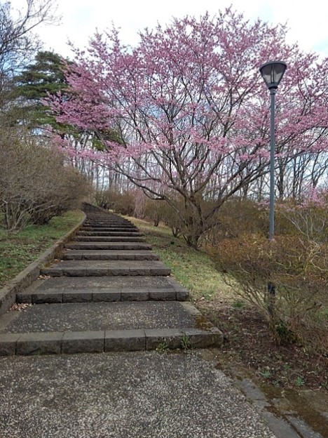 長峰公園の丘の階段の桜（3月24日）